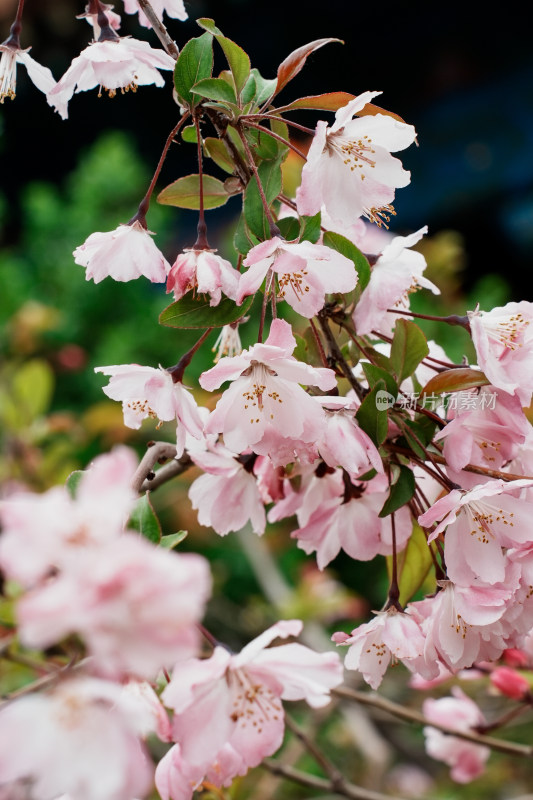 北京北海公园樱花