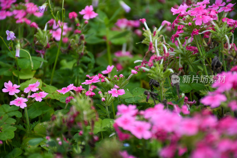 城市中生长着粉花绿草的自然景观