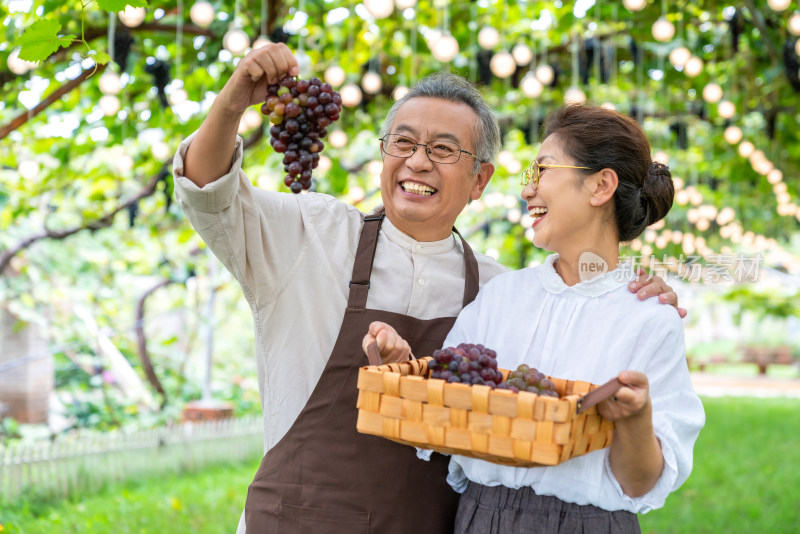 老年夫妻在果园采摘葡萄