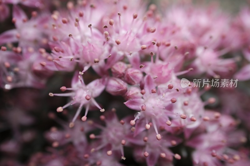 花园里的粉花绣线菊