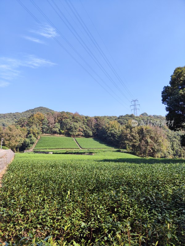 杭州云栖竹径茶园