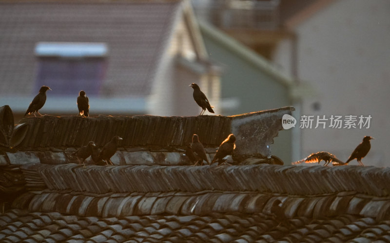 屋顶上的群鸟栖息画面