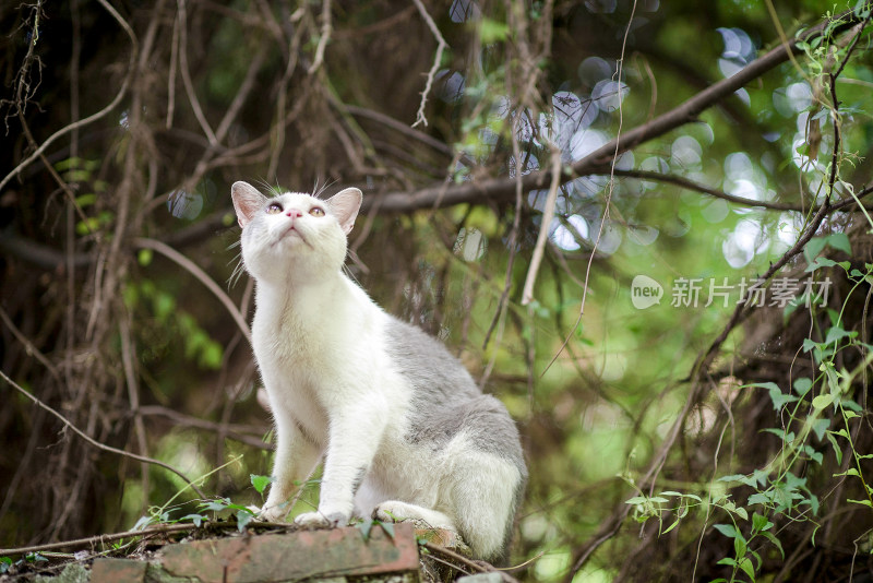 猫坐在户外的特写镜头