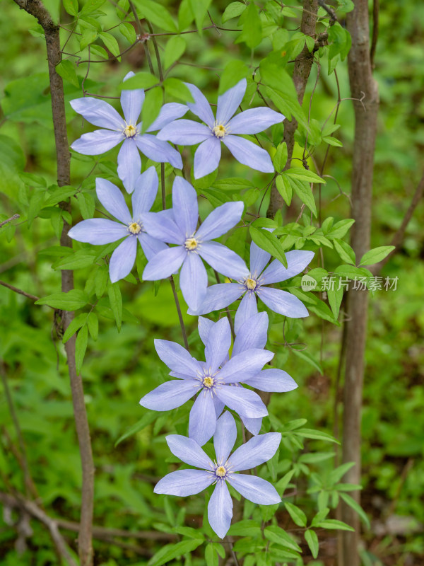 微距下的野生铁线莲花