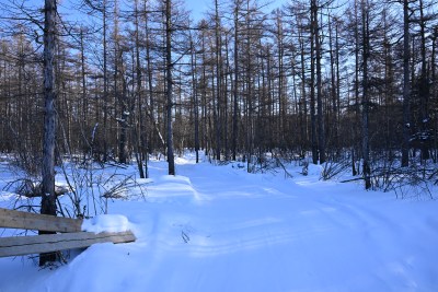 积雪覆盖的森林，树木林立的冬日景象