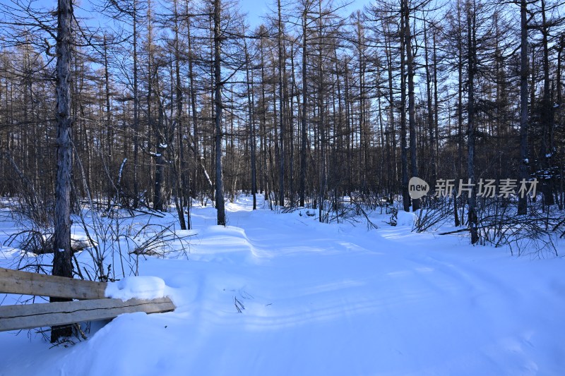 积雪覆盖的森林，树木林立的冬日景象