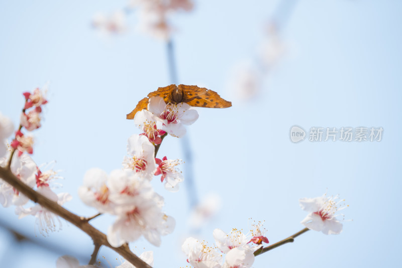 杭州西溪灵峰探梅梅花