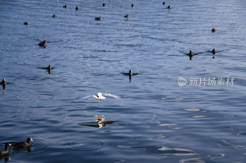 云南丽江泸沽湖海鸥水鸟野生动物