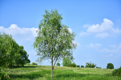 蓝天白云绿树绿草地