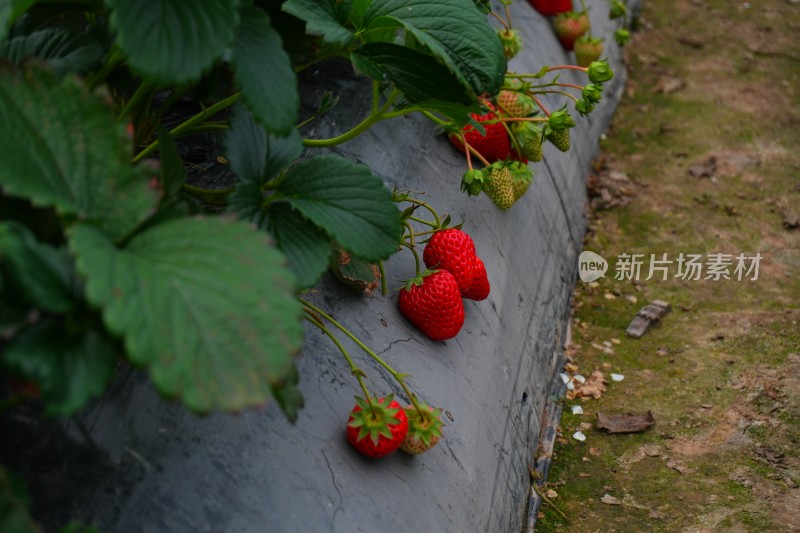 大棚里成熟的红色草莓特写