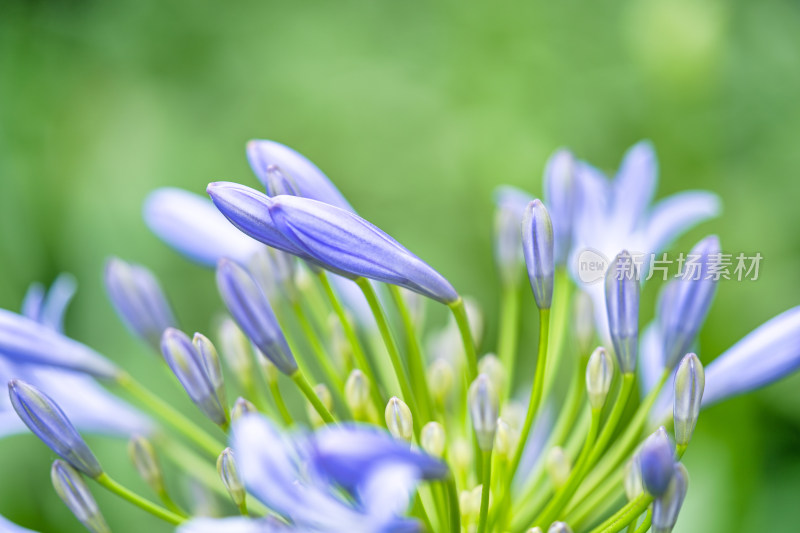 植物百子莲开花特写