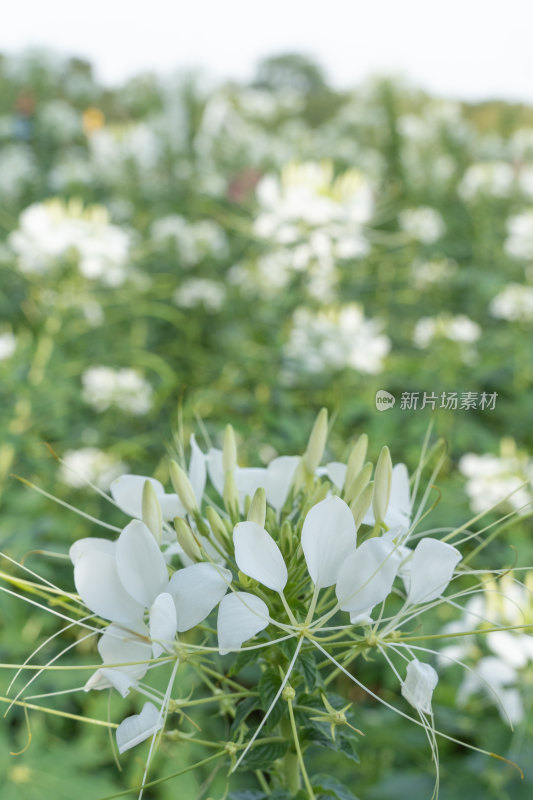 白色醉蝶花花丛-柳州雀儿山公园