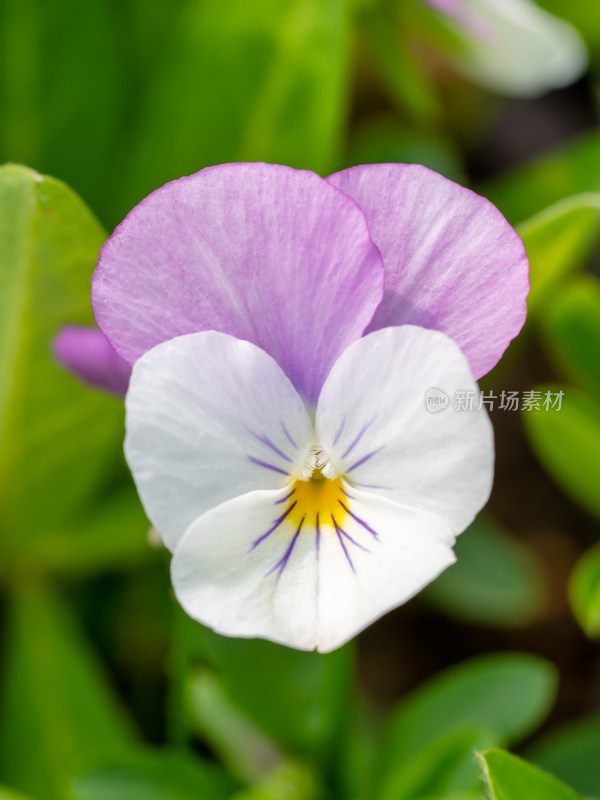 春天的三色堇开花特写