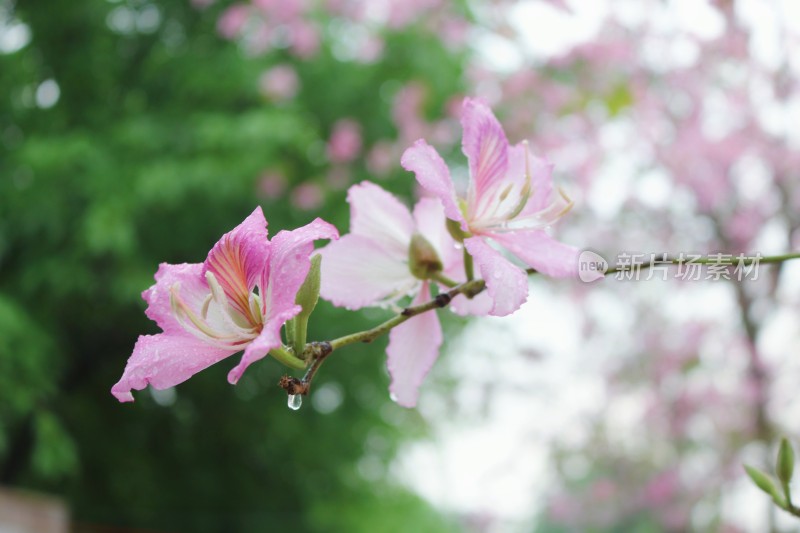 春天广州校园里的紫荆花