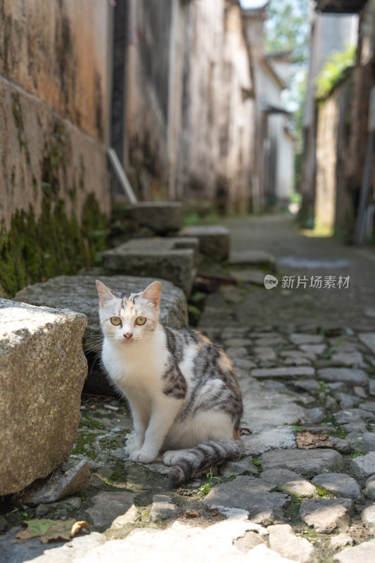 古镇里的中华田园猫