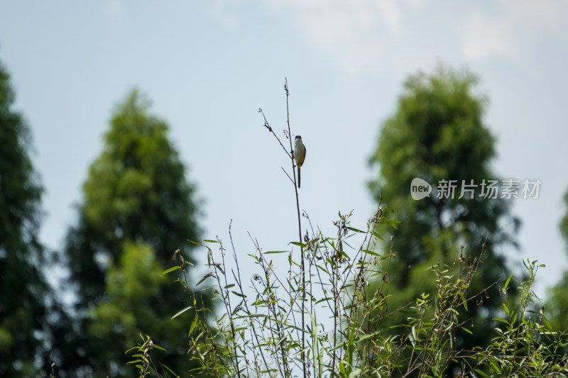 枝头棕背伯劳小鸟特写与背景绿树相映成趣