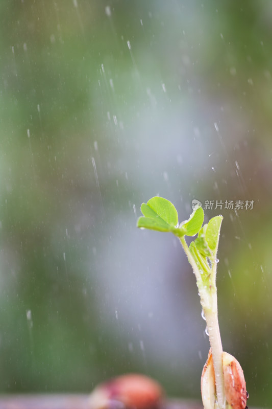 春天萌发的嫩芽