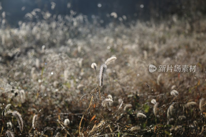 晨曦中的草地