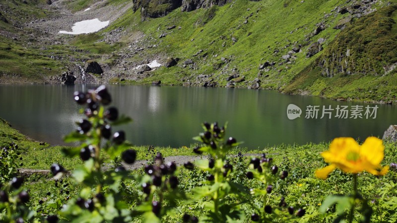 高山植物与湖泊