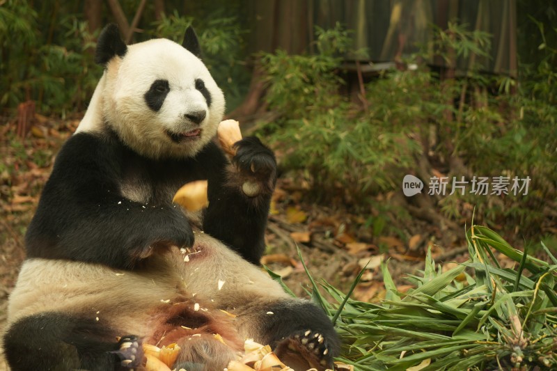 大熊猫萌萌采食画面