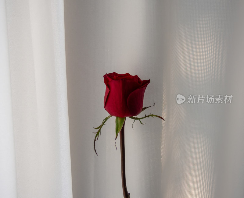 一朵玫瑰