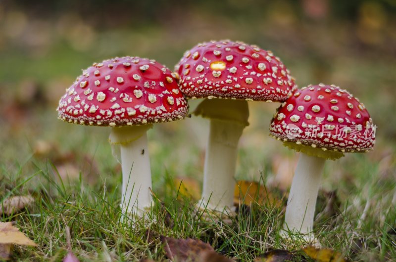 菌类山菌野生菌野生菌蘑菇生长环境