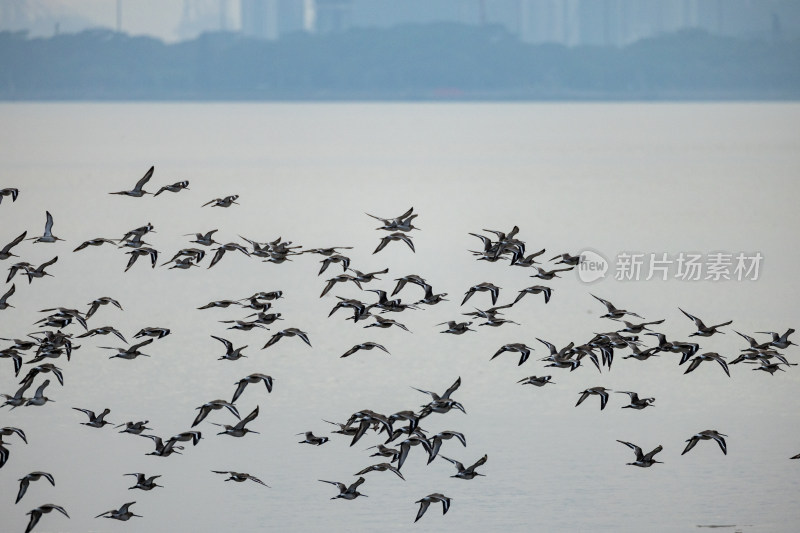 黑尾塍鹬在深圳湾公园飞翔