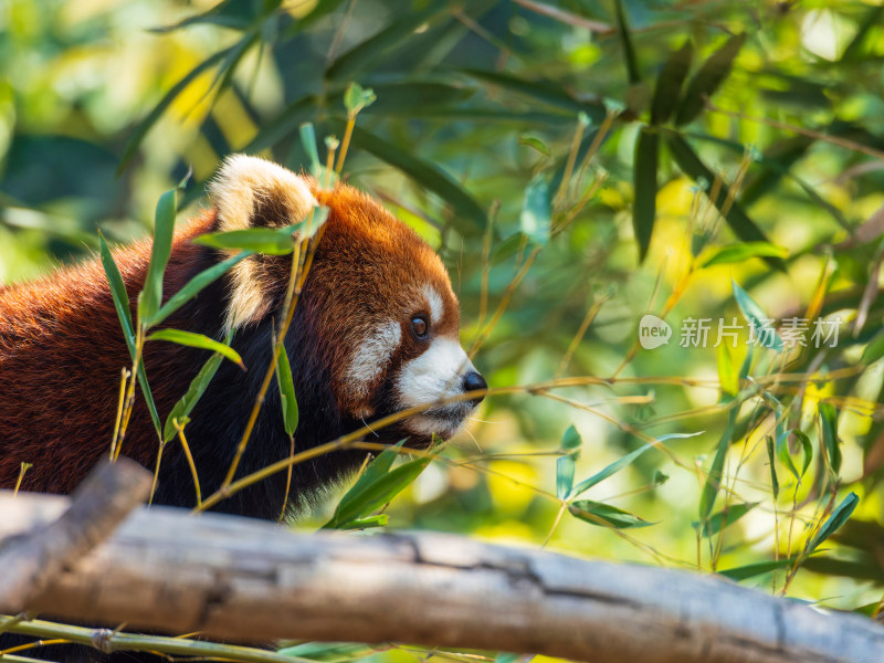 小熊猫身处绿植中转头侧望的画面