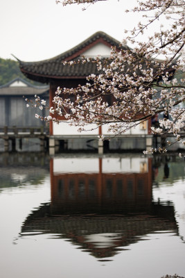 中国杭州西湖曲苑风荷芙蓉水渠樱花开了