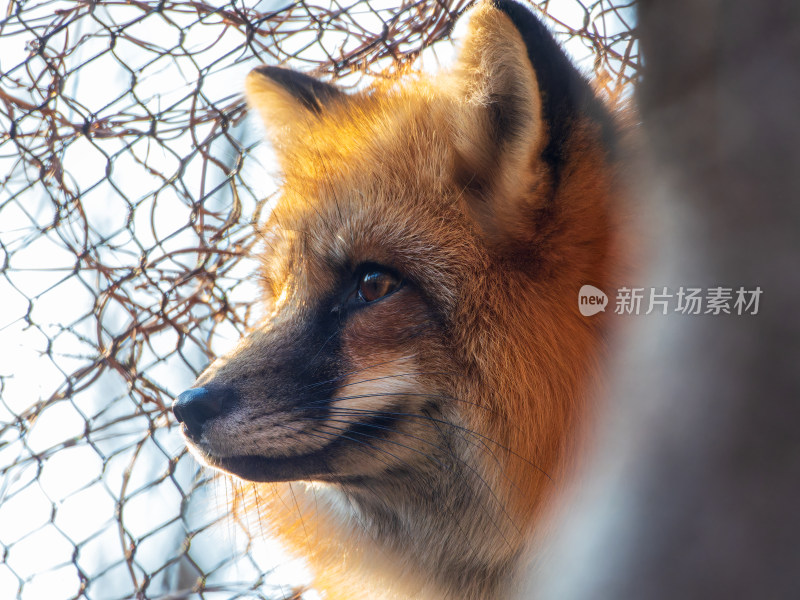 户外狐狸特写镜头