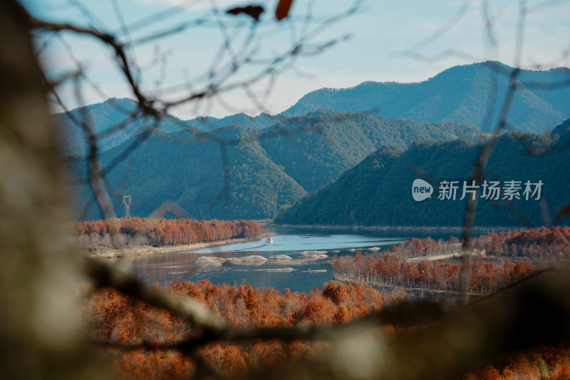 山林间色彩斑斓的红杉林秋景