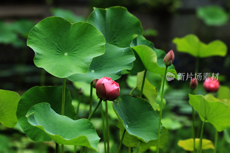 夏日池塘中的荷花