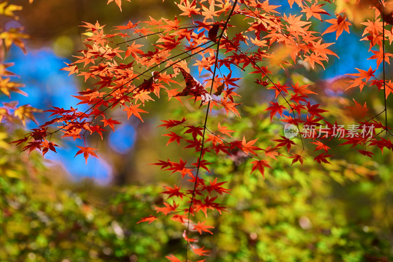 南京栖霞山栖霞寺秋色