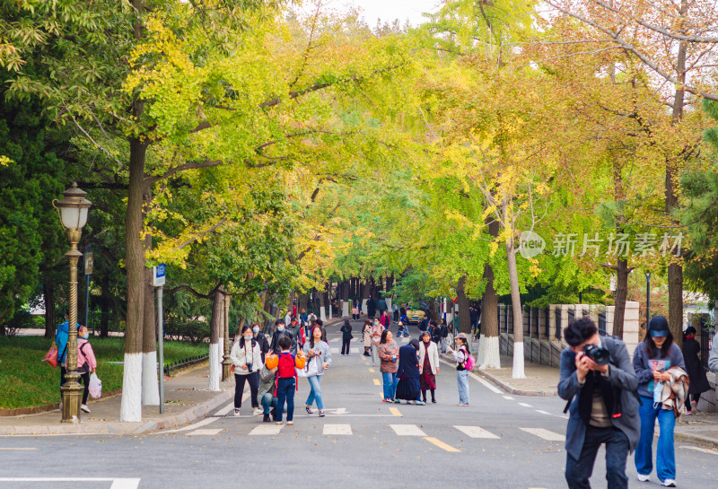 青岛八大关景区居庸关路，夕阳下的银杏树