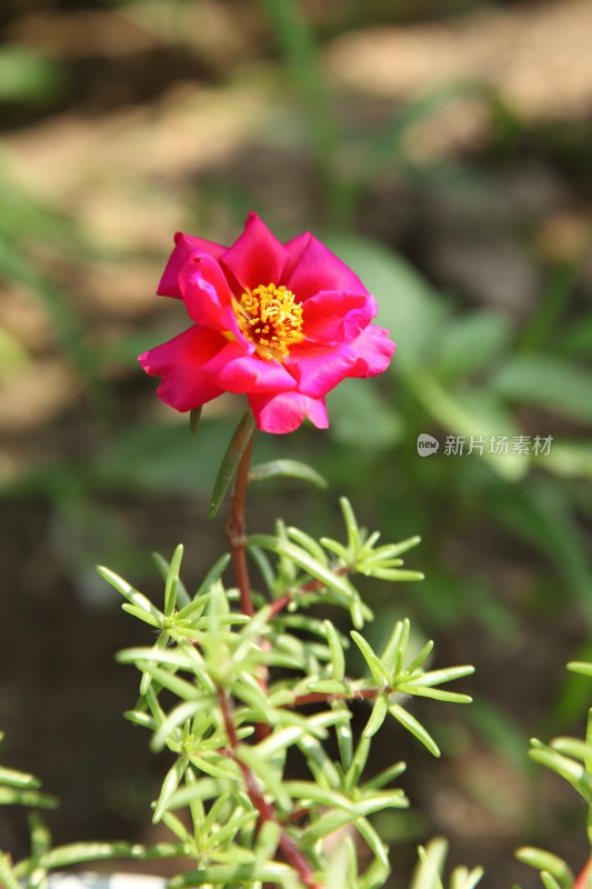 盛开的花朵