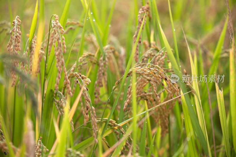 即将丰收的季节里田里饱满的水稻