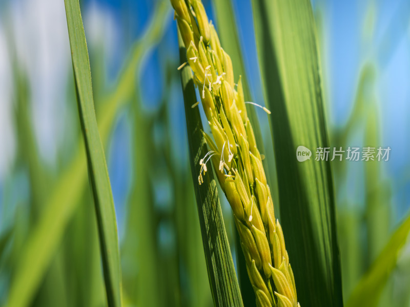 蓝天白云下生长的水稻