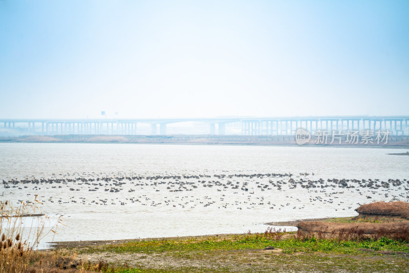 武汉东西湖府河湿地候鸟