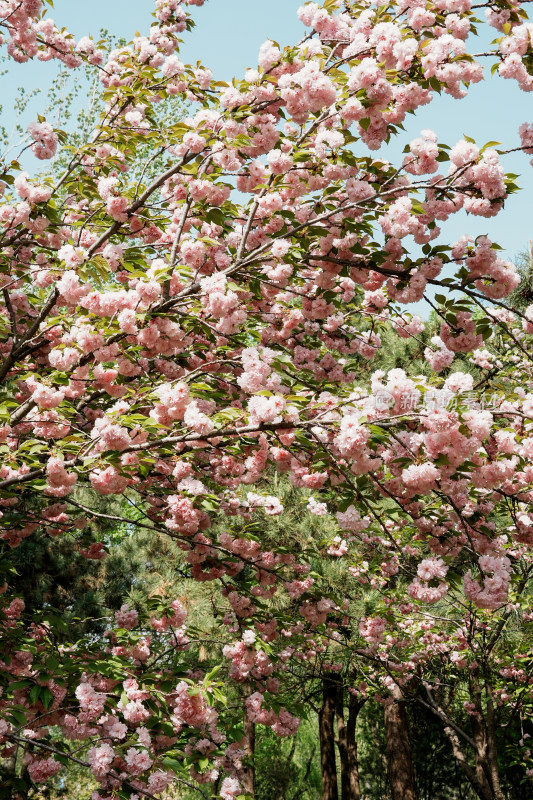 北京朝阳公园樱花