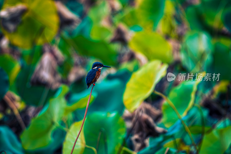 荷花池塘里的小鸟