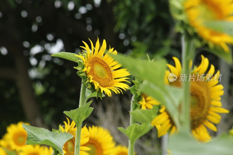 大片向日葵花田绿叶黄花生机勃勃