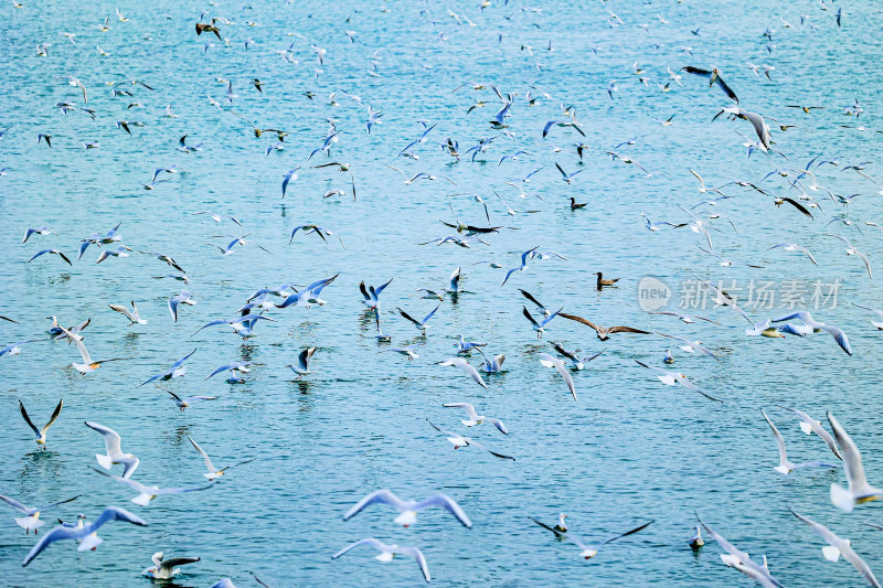 海面上飞翔的成群海鸥