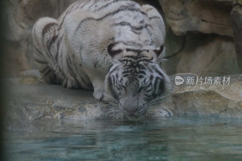 白虎低头饮水画面