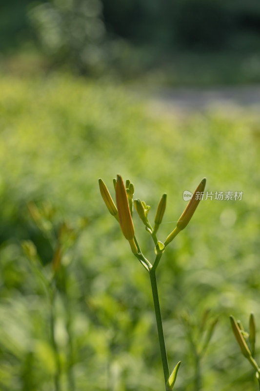 黄花菜 黄花