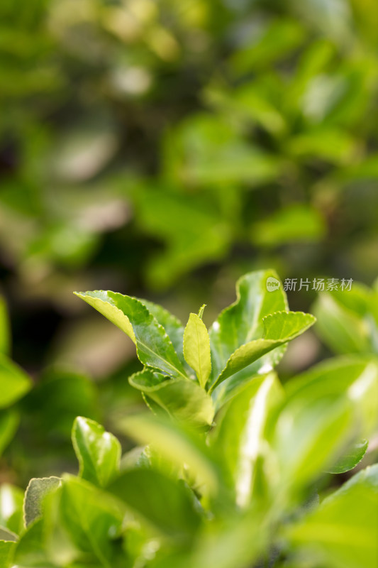 冬青植物叶子特写