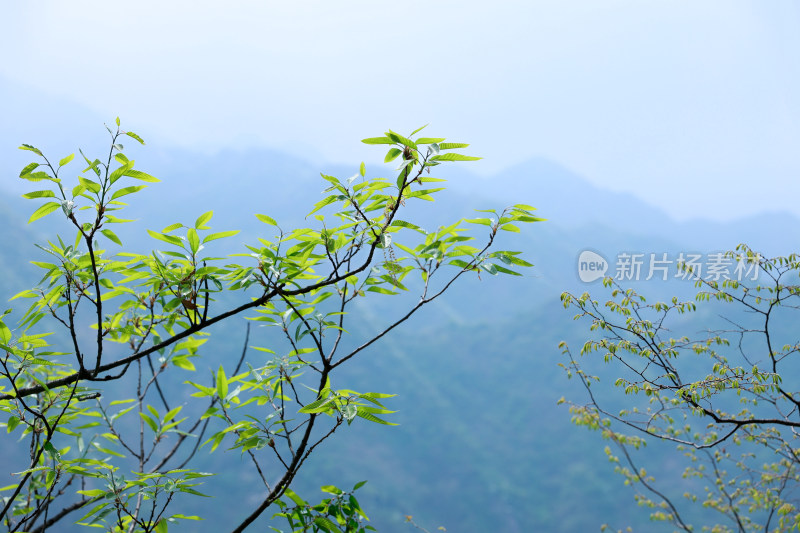 太白山自然风光