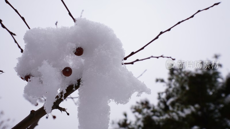 藏在雪中的红果