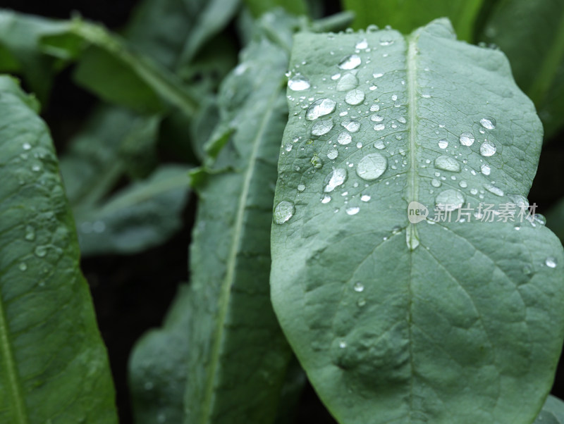 春天绿色的植物叶子树叶和水滴雨滴