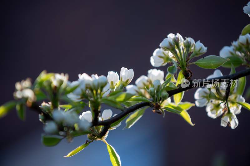 鲜花梨花盛开