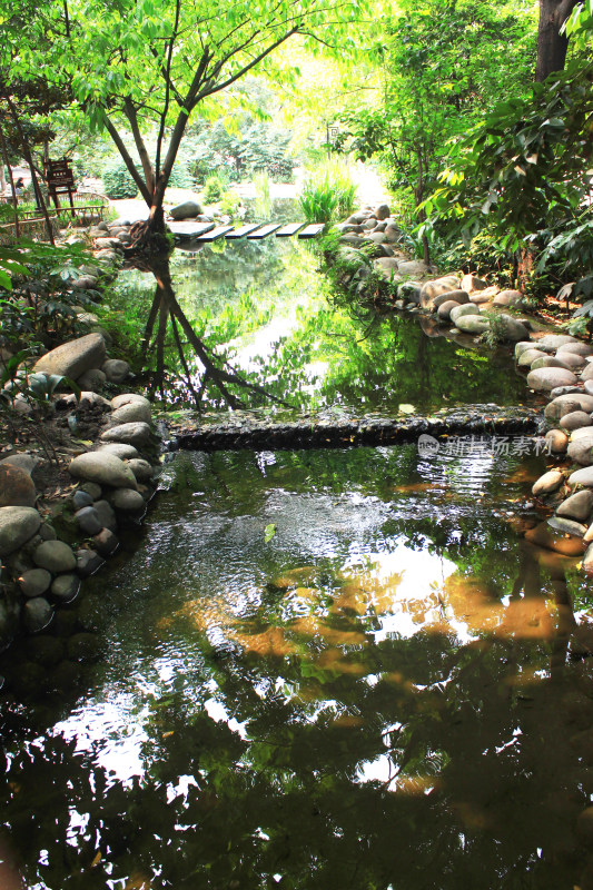 水循环池塘植物